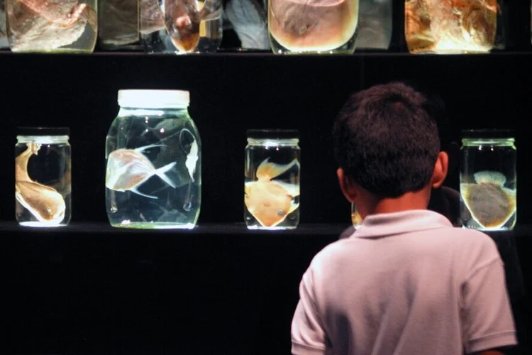 Austin Museum Partnership
