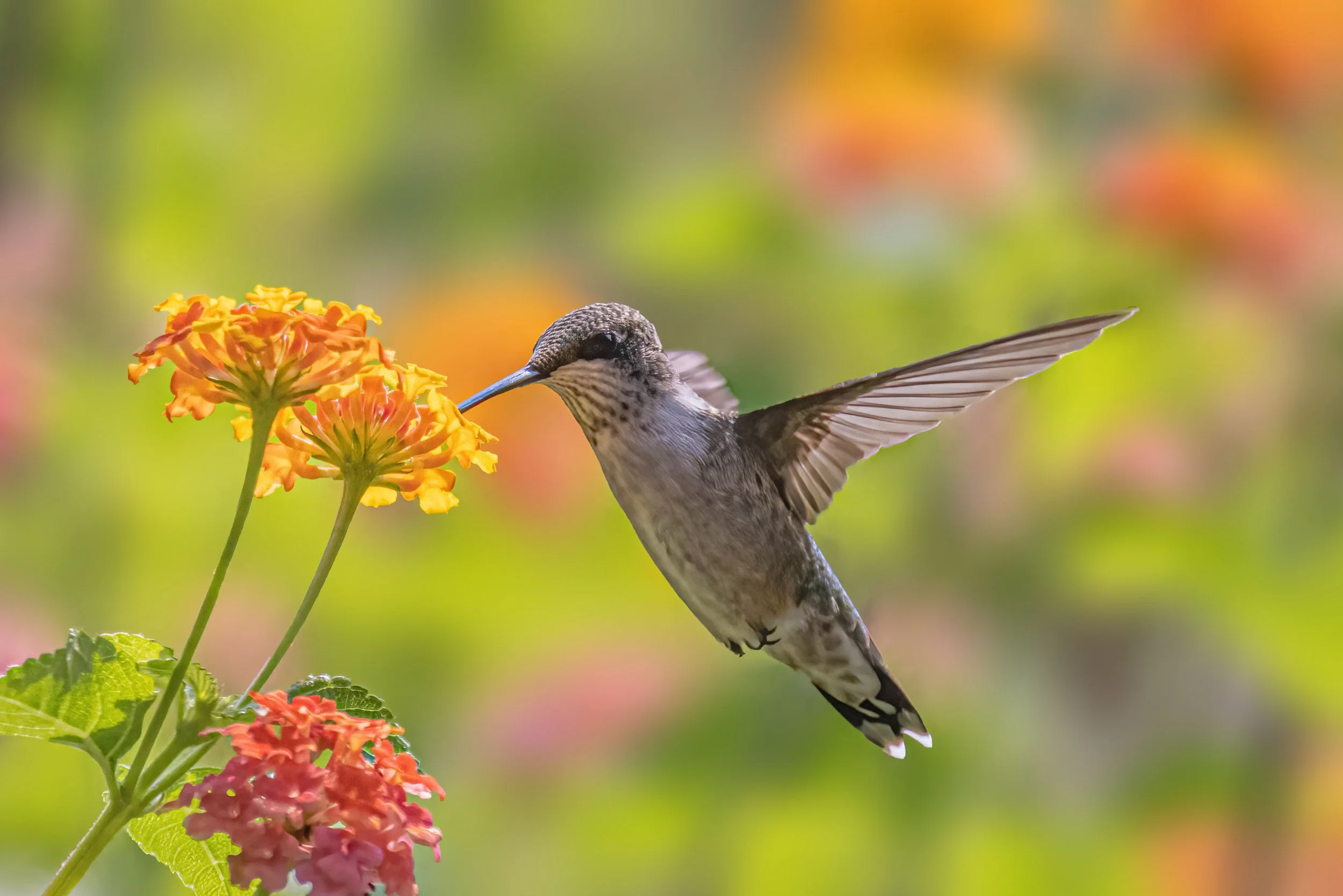 Ruby-throated hummingbird-12.jpg