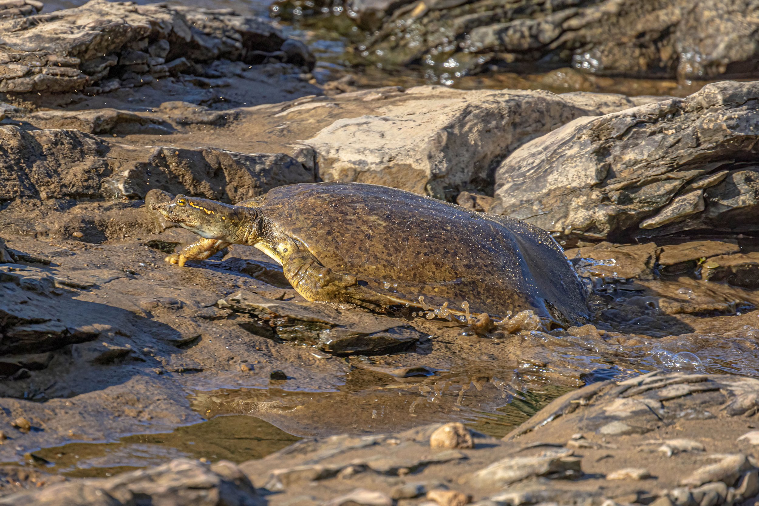 Softshell turtles — Steven Brooks Wildlife