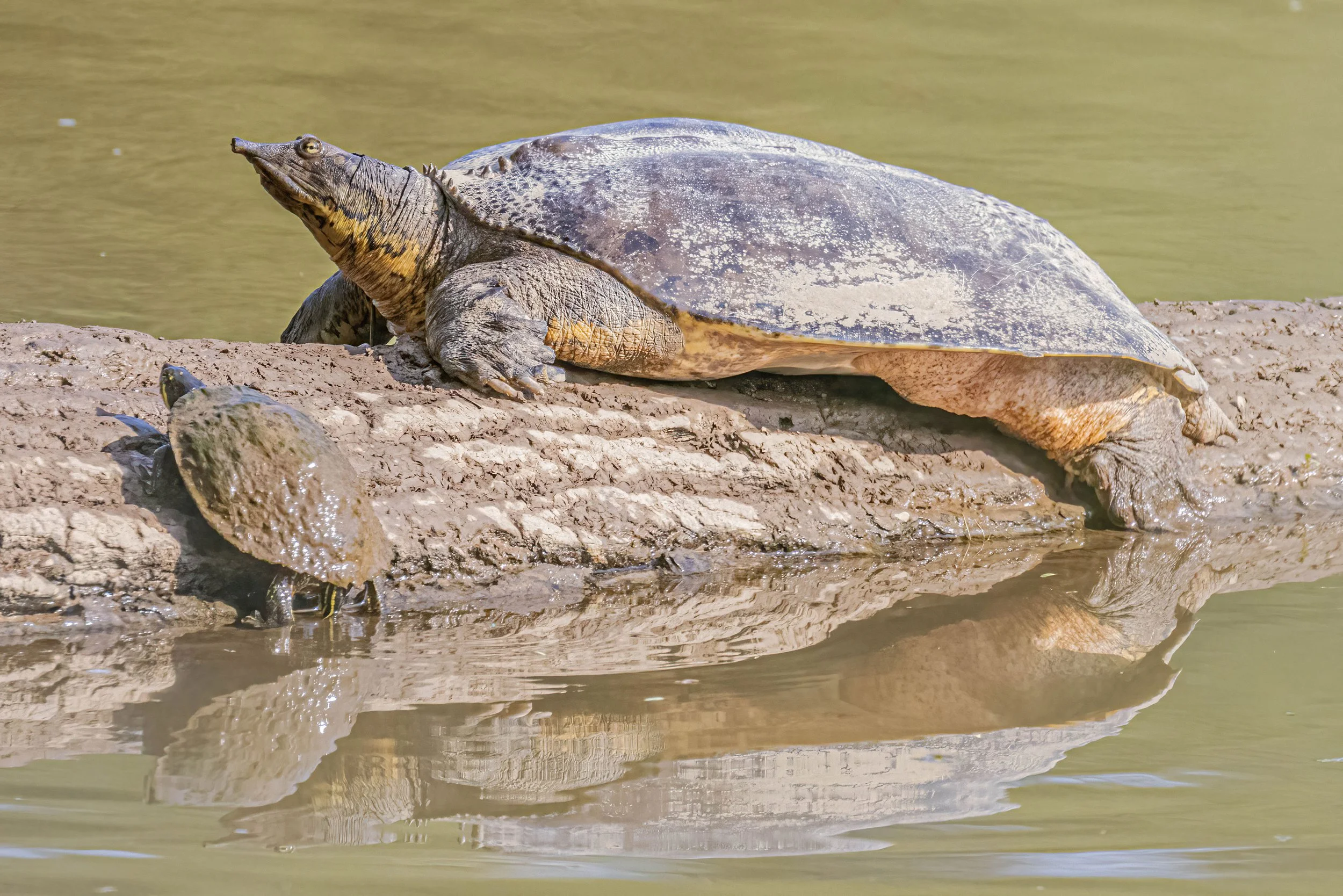 Softshell turtles — Steven Brooks Wildlife