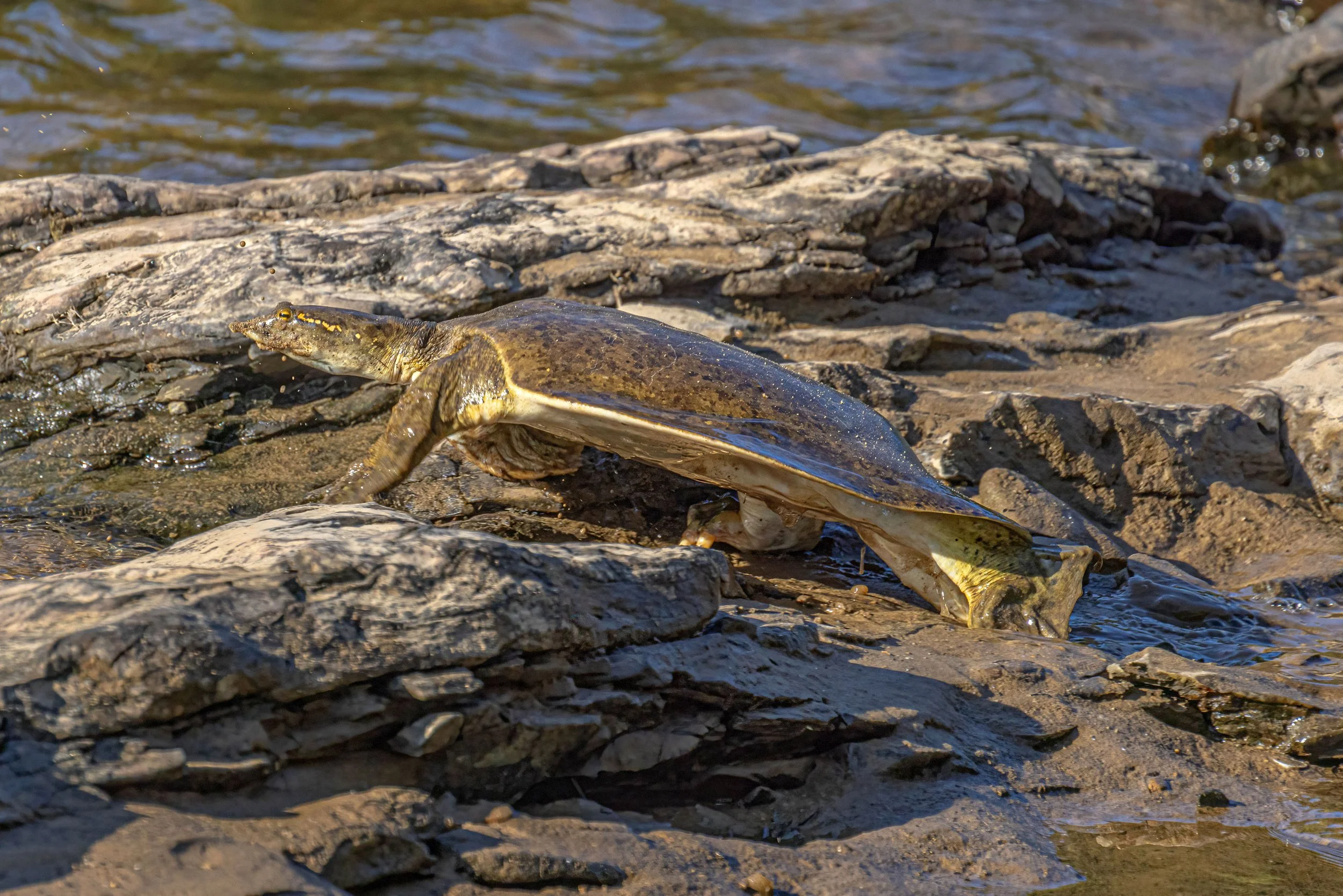 Softshell turtles — Steven Brooks Wildlife
