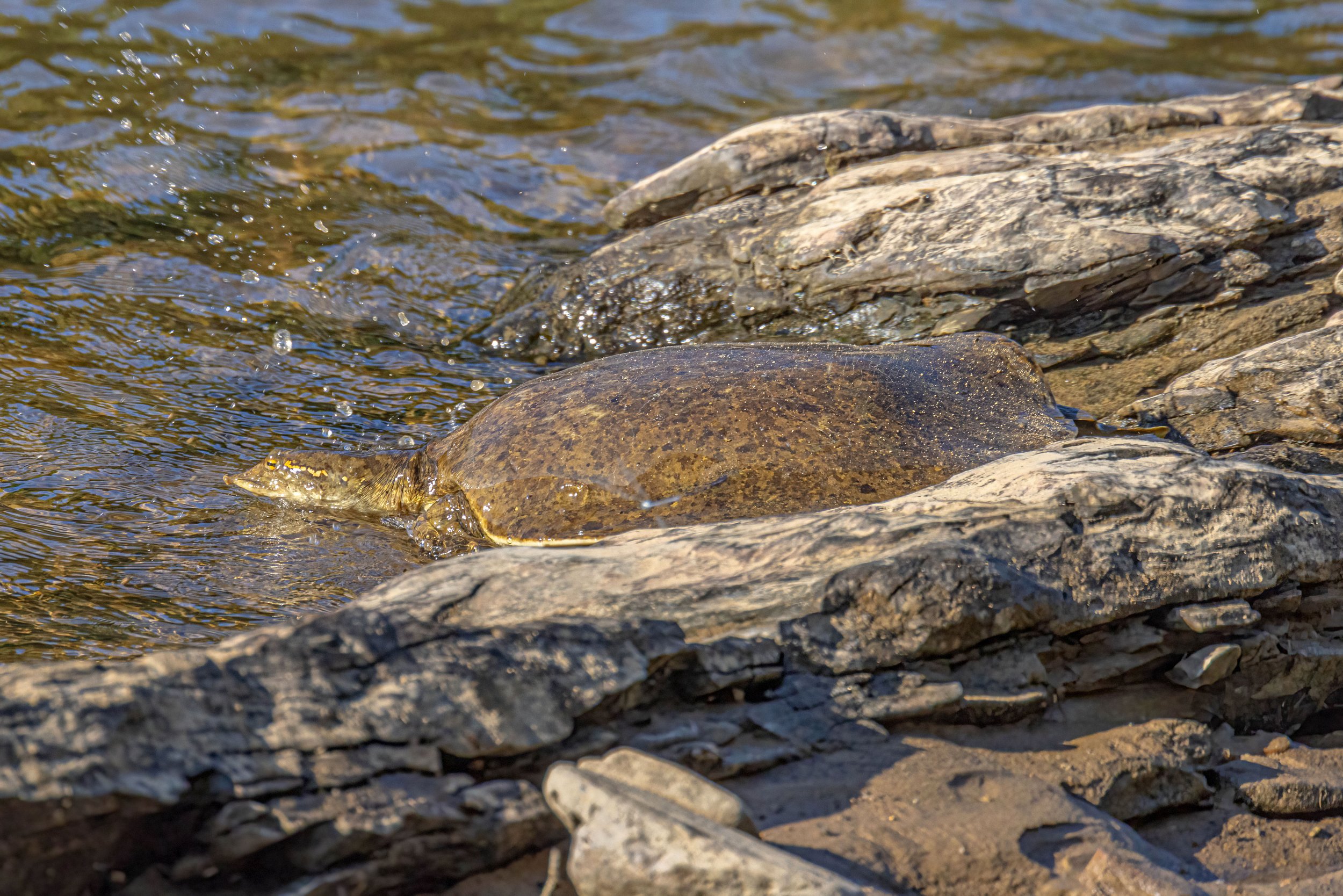 Softshell turtles — Steven Brooks Wildlife