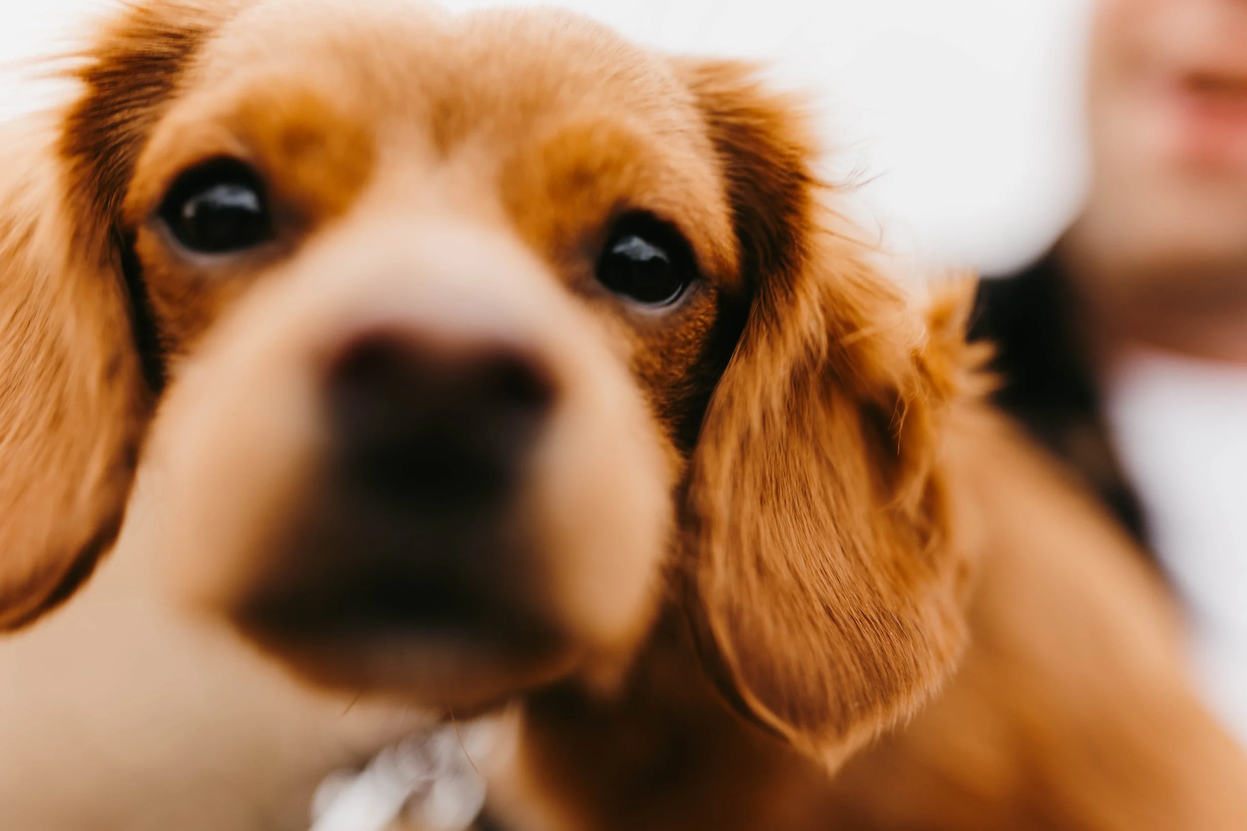 Engagement Fall Session Minnesota