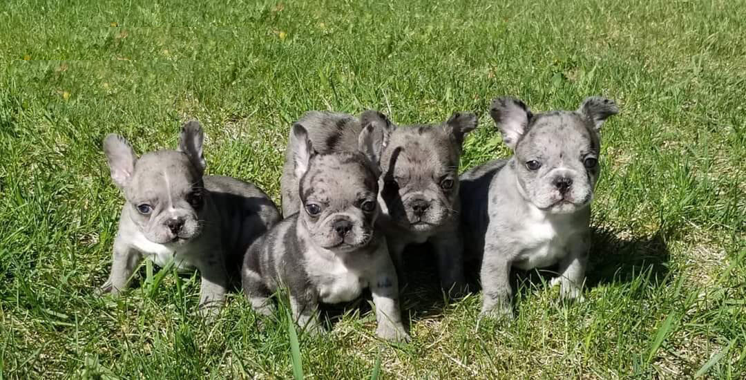 Available Puppies — Canadian Premium Bulldogs
