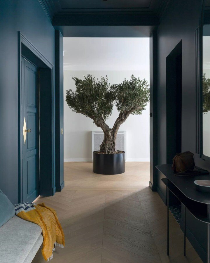 Feeling inspired by the beauty and elegance of this ancient olive tree. There's something about incorporating indoor trees that adds a touch of sophistication and tranquility to any space. Click the link in our bio for more inspiration and ideas.​​​​