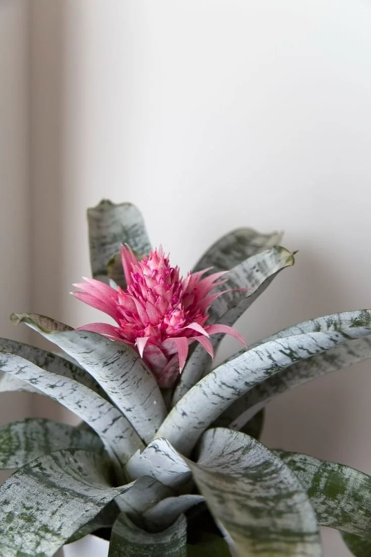16 HOUSE PLANTS THAT CRAVE DARK CORNERS Indoor Plants That Don’t Need