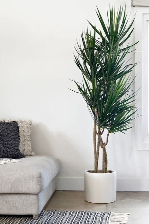 16 House Plants That Crave Dark Corners