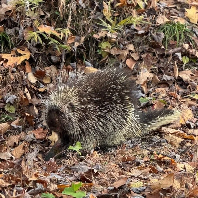 Porcupine on the STS