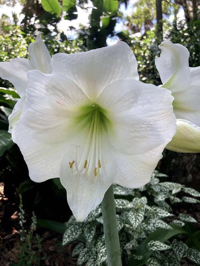 Meditation: paying attention, on purpose, with acceptance. This is a 17 minute guided meditation.