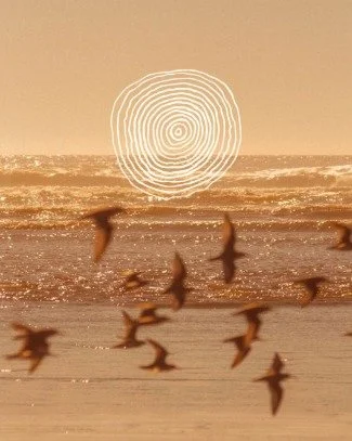 Autumn is upon us, to understand the magic of this season look around you into nature. 

The trees are dropping their leaves, a soft letting go to preserve their energy during winter, the days shorten, the temperature drops, the animals are gathering