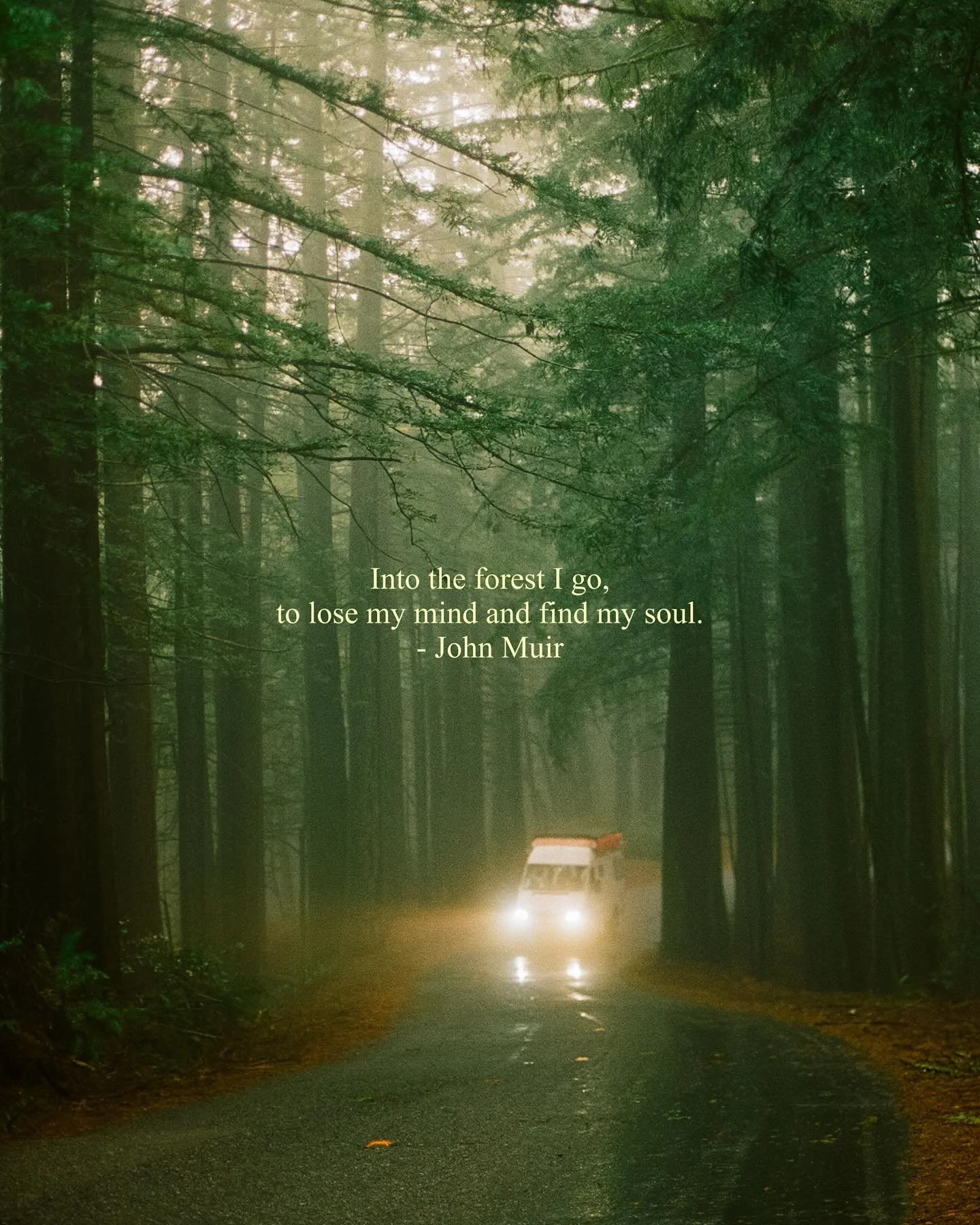 I’ve grown to find solace among the trees.
I love the way the leaves rustle while the wind whispers.
There’s a beauty in the silence, yet every step seems deafening.
I think more than all, I enjoy the idea of feeling small;
a part to a l