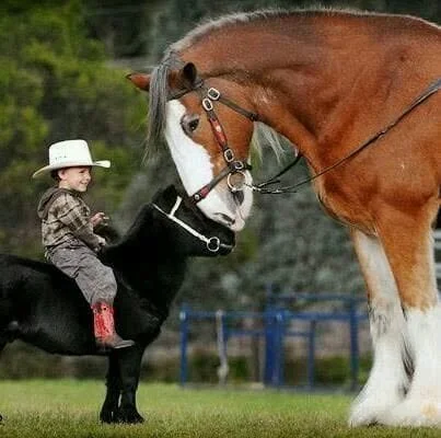 Big Horse Band