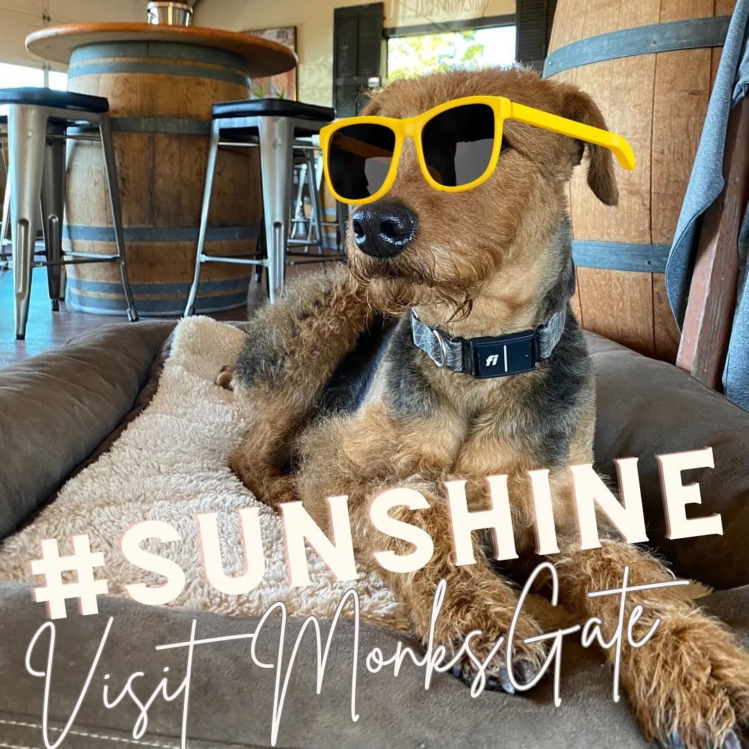 Time for Fizzy, our Director Of Giggles, to swap out his eclipse glasses for regular sunglasses. The weather gods are smiling on us and we are expecting a beautiful weekend! ☀️ 

Get wine however you&rsquo;d like it: 
Tasting flight ✈️ 
Wines by the 