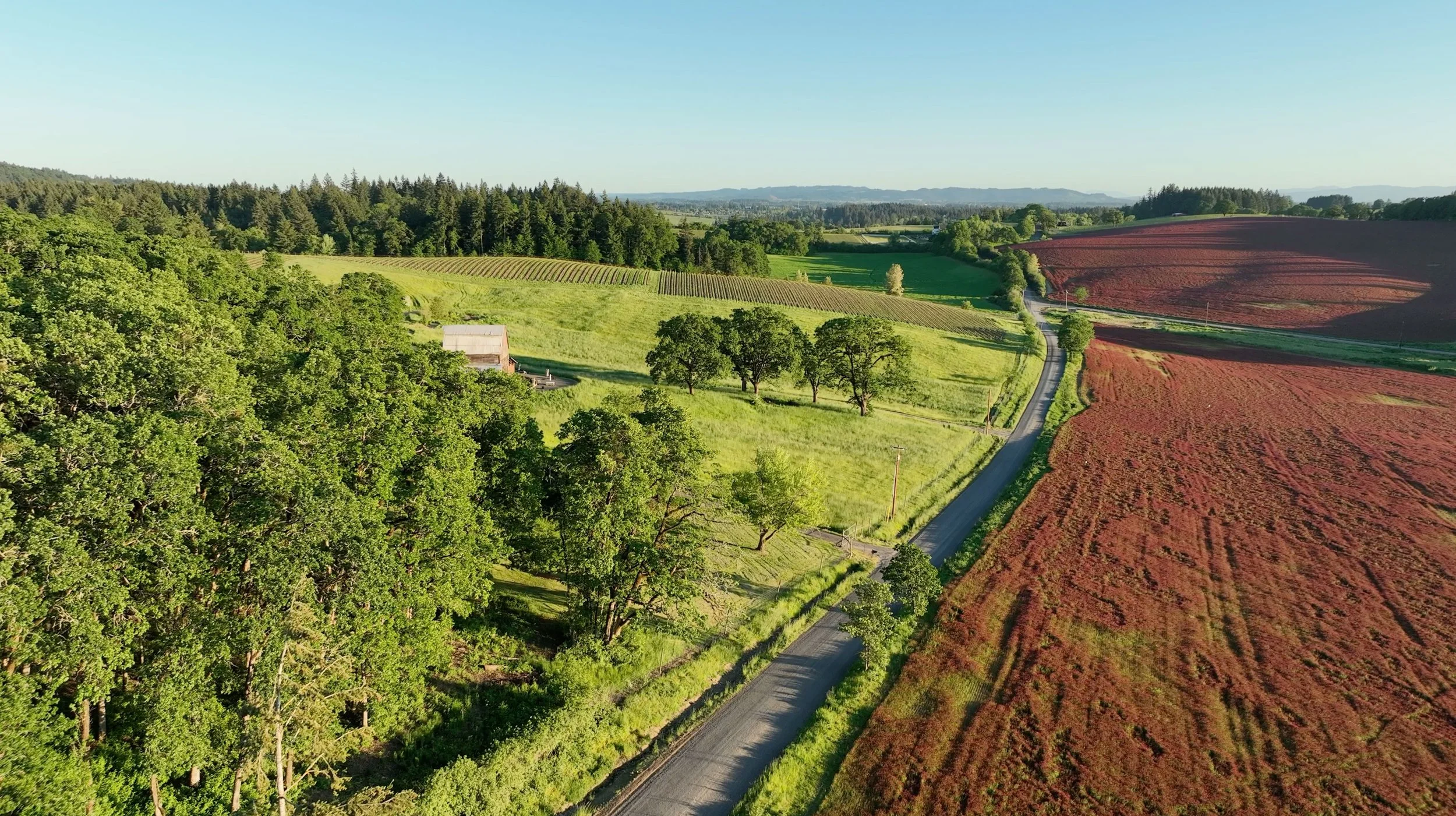 MonksGate Vineyard in the Carlton Countryside