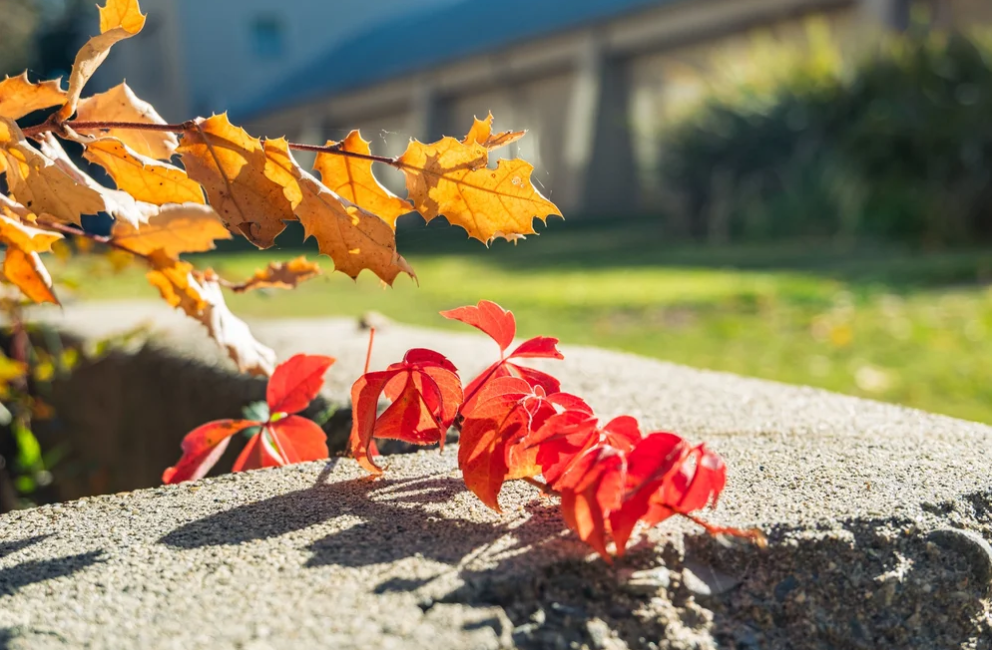 Fall Reset