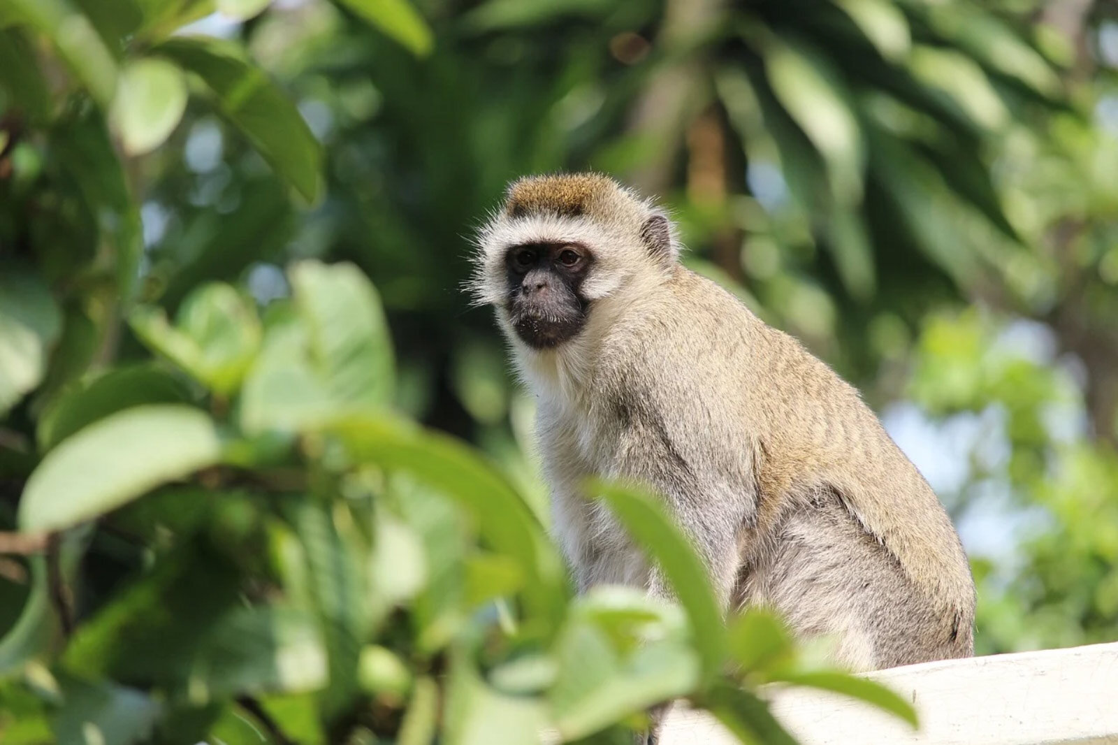 Vervet Monkey  African Wildlife Foundation