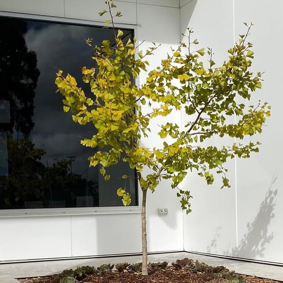 We are so excited to have our first beautiful Tree of Hope planted at the Jenny Black Cancer Wellness Centre today. This tree - a ginkgo - has pride of place as you walk in the front door of the centre. It was donated thanks to the generosity of @foc