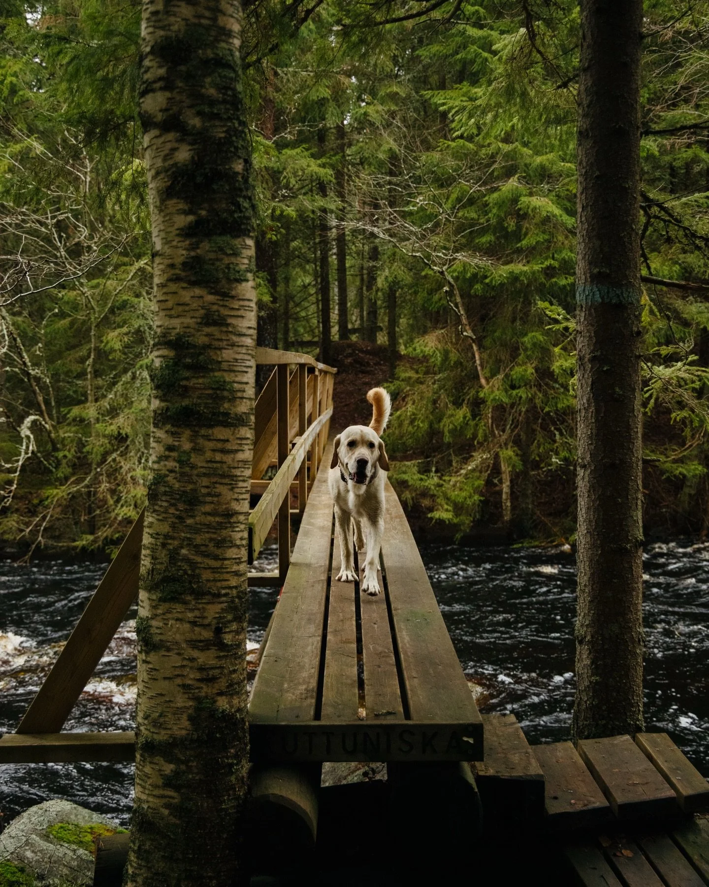 Herra Hippu aka Huismanni viisi vuotta!
Uskollinen seikkailukumppani, ehtym&auml;tt&ouml;m&ouml;n positiivisen energian l&auml;hde jolla syd&auml;n puhdasta kultaa. 
.
#yellowlab #koira #retkikoira #seikkailu #labradorinnoutaja