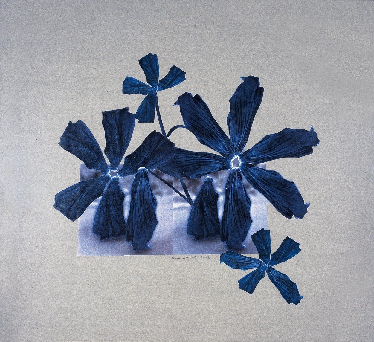 "Burka flowers", 2003,
collage on photo