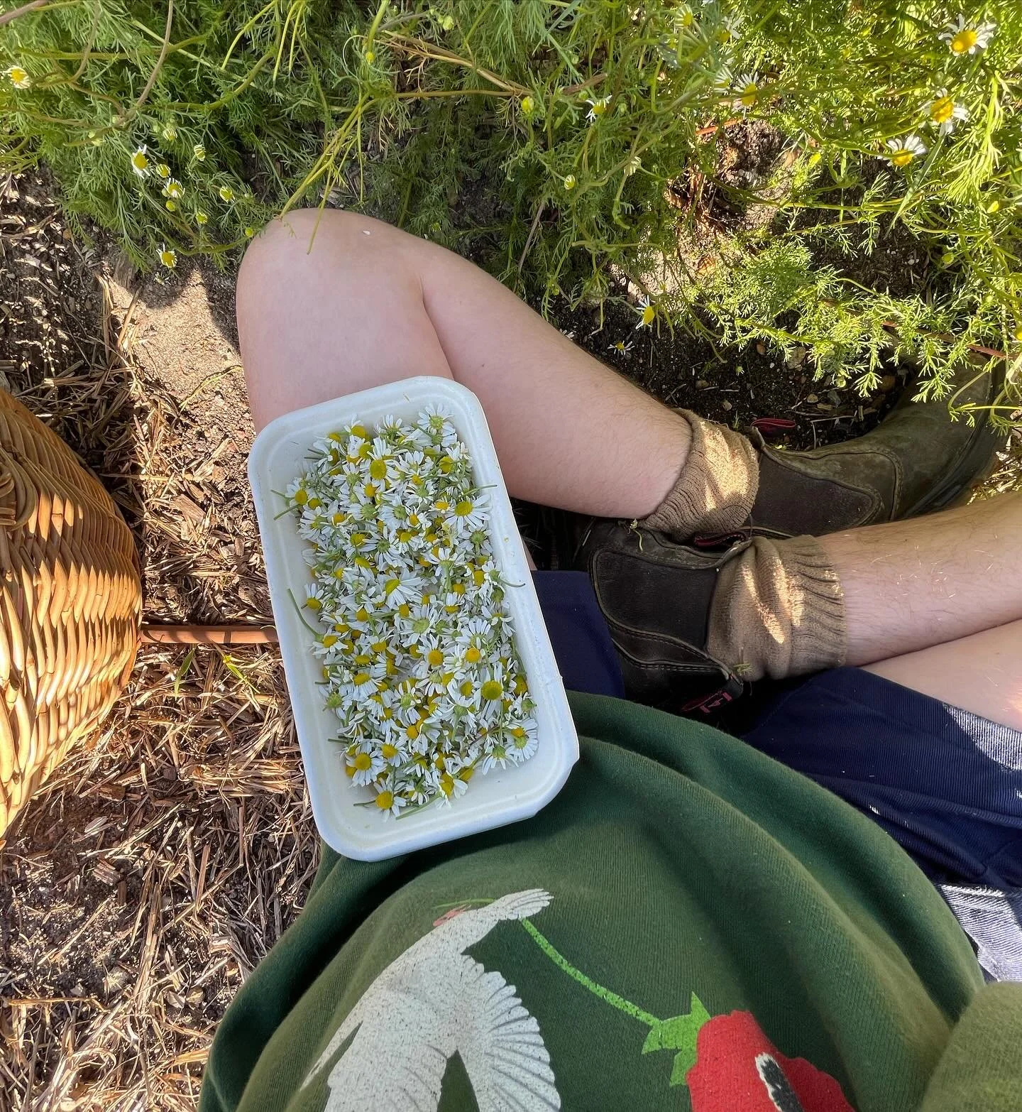 January Seasonal Herbal Medicine Boxes! Community Supported Herbalism ❤️&zwj;🔥🌹
 
Lately, I&rsquo;ve been quite occupied with harvesting, growing and processing herbal preparations for January herb boxes, that I almost forgot that I should let you 