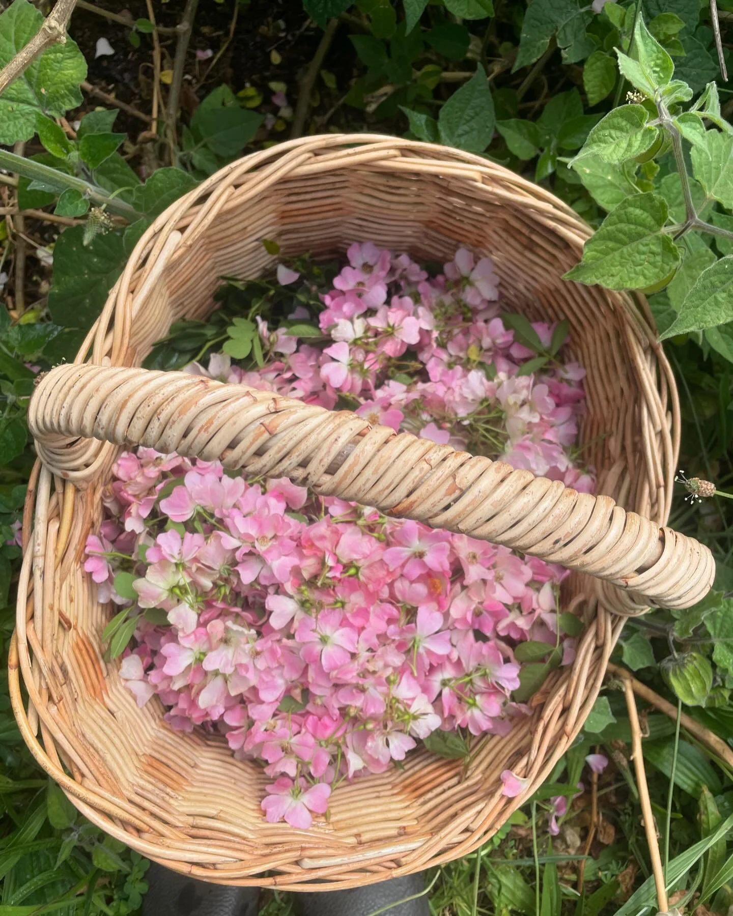 Wild Rose time! 🌸🌹❤️

By far my favourite flower for tincturing. Makes a dark, soury sweet cooling elixir. 

Thank you @fair_harvest_permaculture for letting me visit and harvest from this incredibly abundant wild rose.

The last 2 years I&rsquo;ve