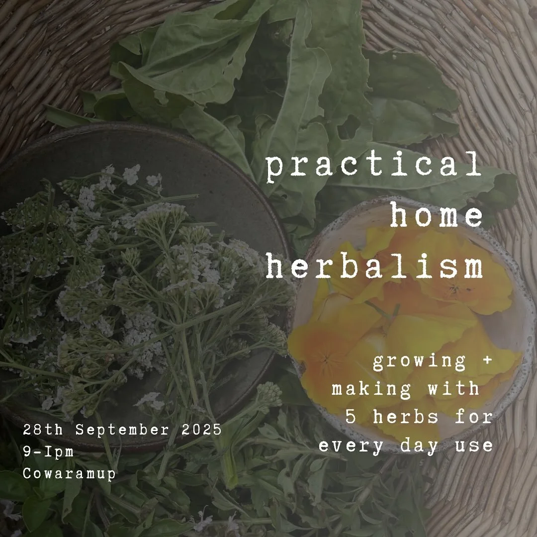 🌿 Practical Home Herbalism workshop 🌿
 Sunday, Sept 28 | 9am&ndash;1pm @growingplace_socialfarm Cowaramup 💸 Sliding scale: $50&ndash;$90

Come spend a gentle morning learning how to grow and make herbal medicines from five of the most-loved herbs 