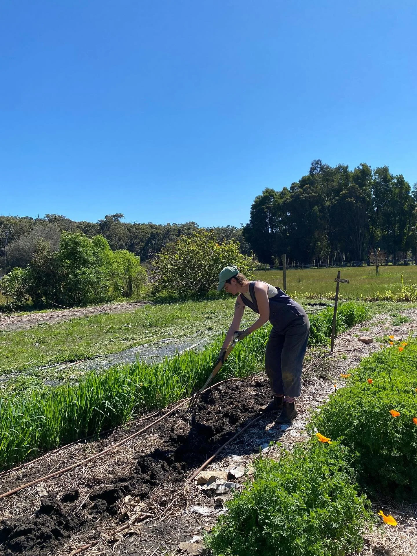 Lovely day for planting some echinacea yesterday☀️🫚

This is my first year giving echinacea (purpurea and angustifolia) a good go from great seeds via @madefortheearth! 🌱

In the past I&rsquo;ve used other crap seed and opted for waiting til the ri