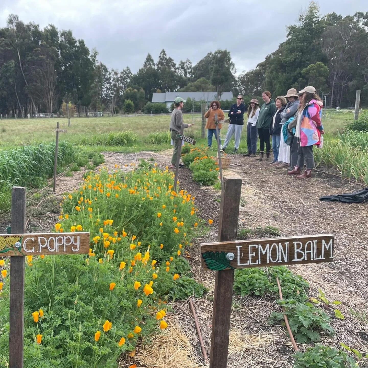 V chuffed v grateful v happy to have the opportunity to share herbs with y&rsquo;all.

The Practical Home Herbalism class was so fun. 

🌱 We met 5 medicinal plants in the garden and talked propagating, growing and caring for their growth. 
🫚We sowe