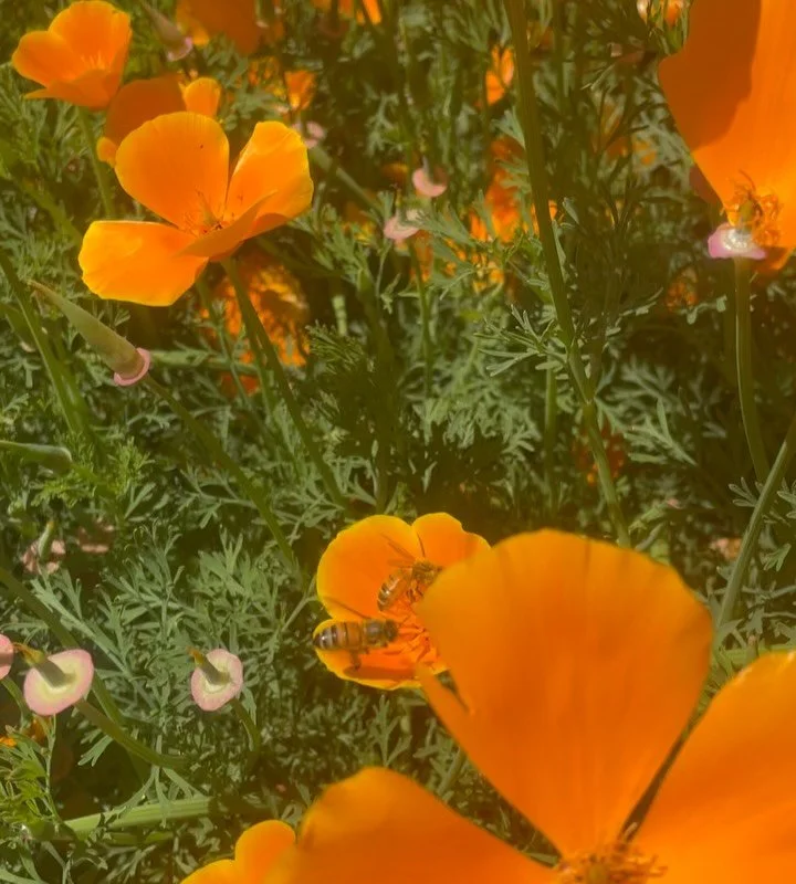 California Poppy is in bloom this time of year, and I&rsquo;ve made a small batch plant tincture using the freshly picked flowers, harvested late August and macerated through September, strained and bottled a few days ago. 

I love the medicine of Ca