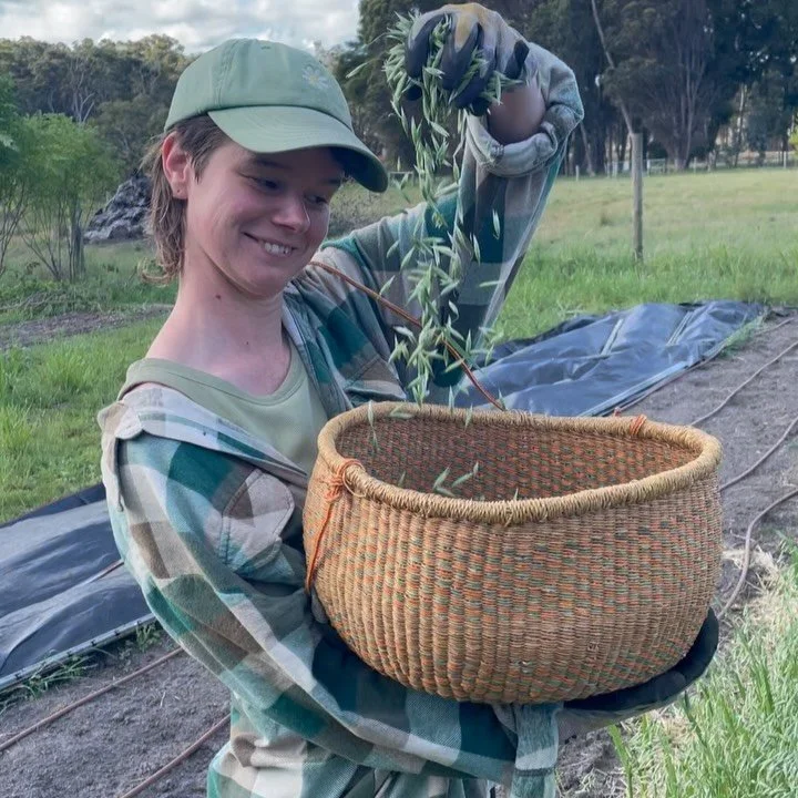 A very milky oat time. 🌾🌾🌾
I planted out a full 10m row this Autumn, thinking it&rsquo;d make a good cover crop for fairly new beds and LOTS of milky oat medicine, as there&rsquo;s a few loved ones and herb friends in long term relationships with 
