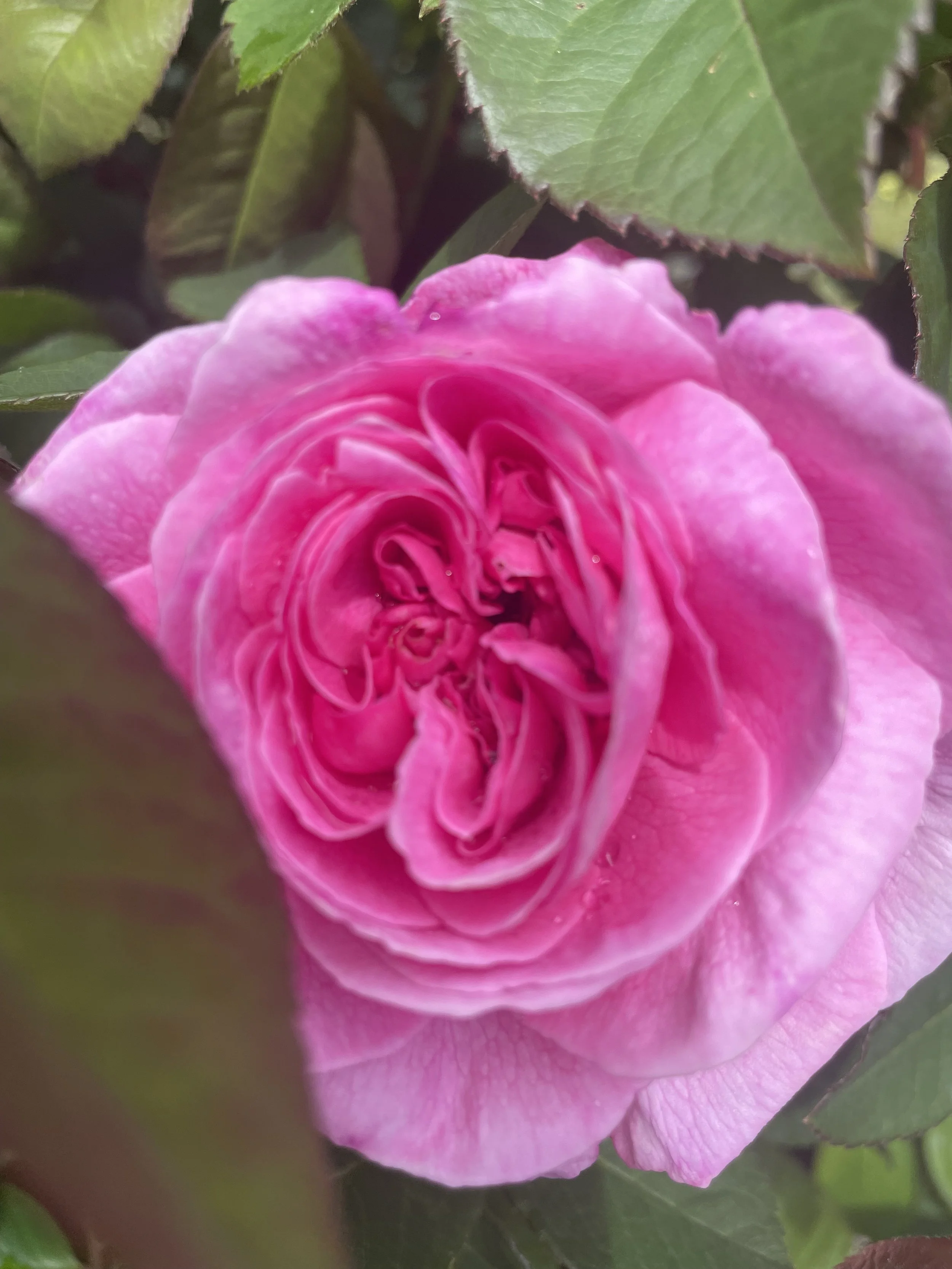 Rose Tincture (Various sizes)
