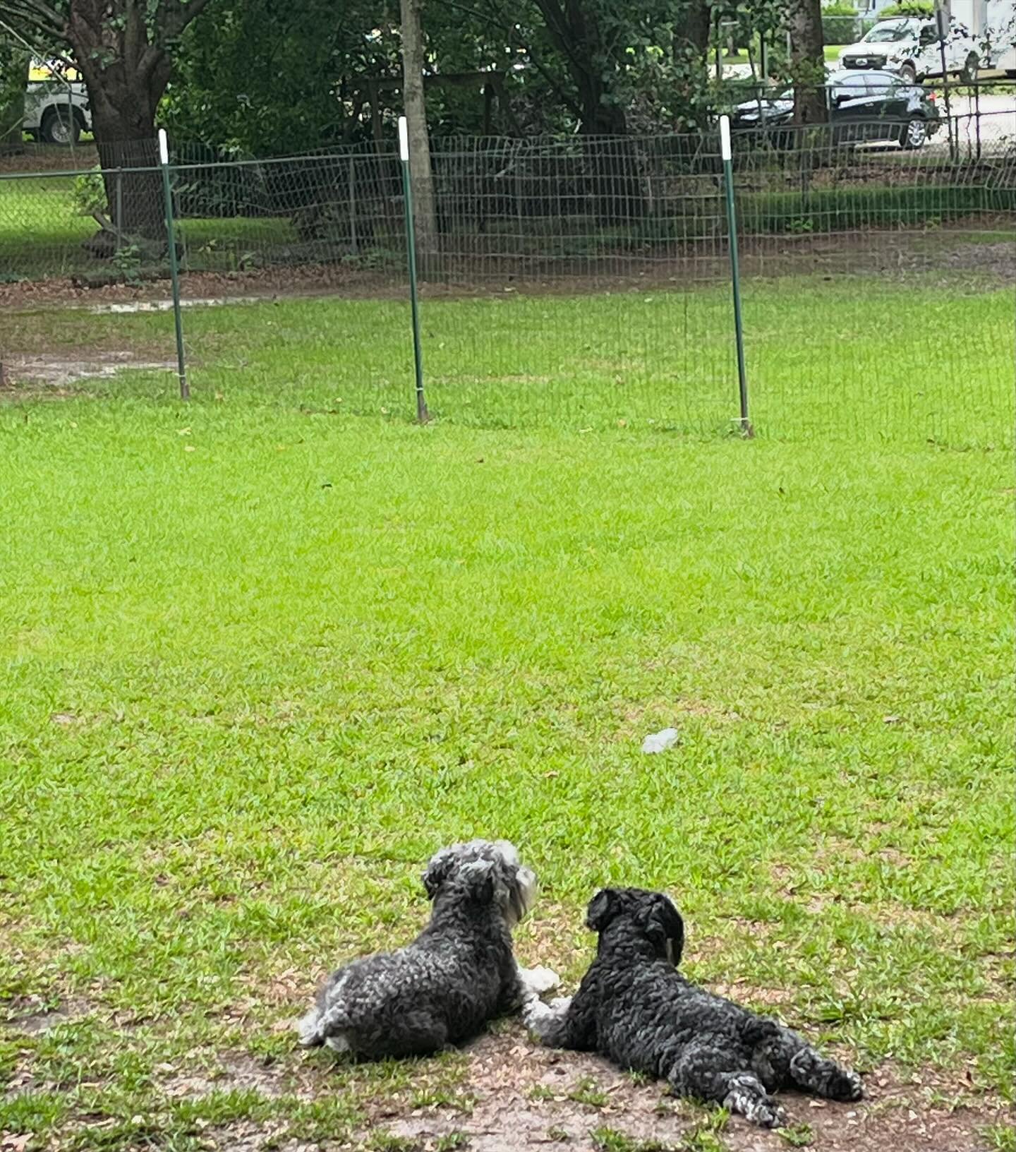 Sticking together much? ❤️❤️😍😍🐶🐶

These two boys are 2days away from &lsquo;shedding&rsquo; their &lsquo;spring coat&rsquo;&hellip;.. bath and trim BADLY needed!!!