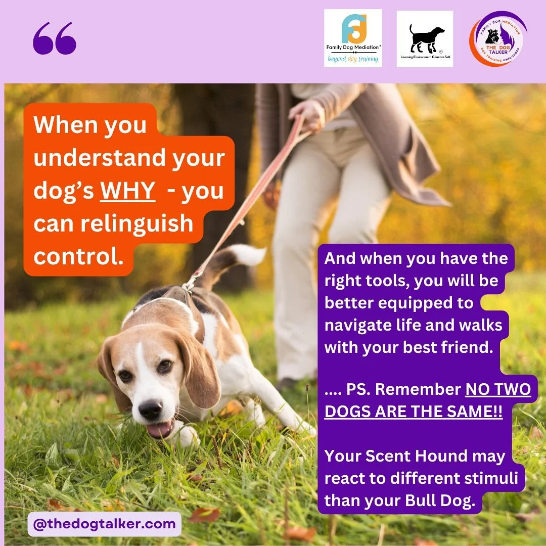 If you want to truly help and understand your dog, there is one thing you should do today: 

Get a LEGS assessment, a deep dive into your dog&rsquo;s Learning, Environment, Genetics &amp; Self from a Licensed or Certified Family Dog Mediator.

Why? B