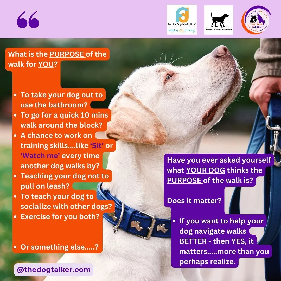 Most people want a dog who walks nicely on leash, who doesn&rsquo;t pull and who isn&rsquo;t reactive to his surroundings.

But are we asking too much? Have we been focusing too much on the other end of the leash for too long? 

Given the fact that o