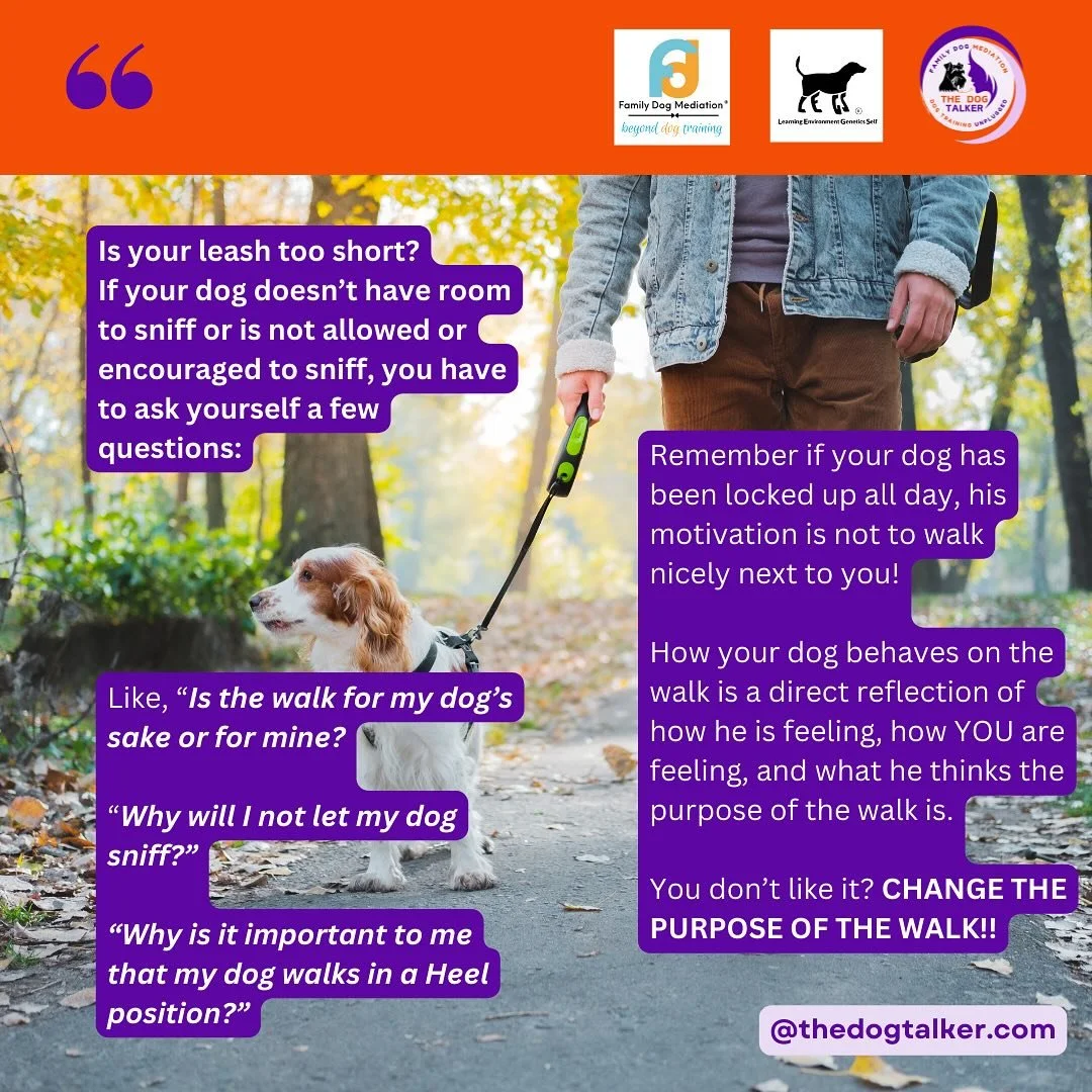 If your dog is unmanageable or uncontrollable unleash, the first thing you wanna do is invest in my e-book on reactivity &ldquo;How to navigate life better with your leash reactive dog&rdquo;, then you wanna check your equipment. Walk your dog on a c
