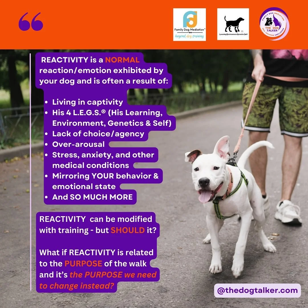 Reactivity can be modified with training, lots of training, but it takes time&hellip; A long time. You can use all kinds of tools&hellip;look up &lsquo;how to&rsquo; on YouTube, read books about it, or contact a professional dog trainer.

The thing a