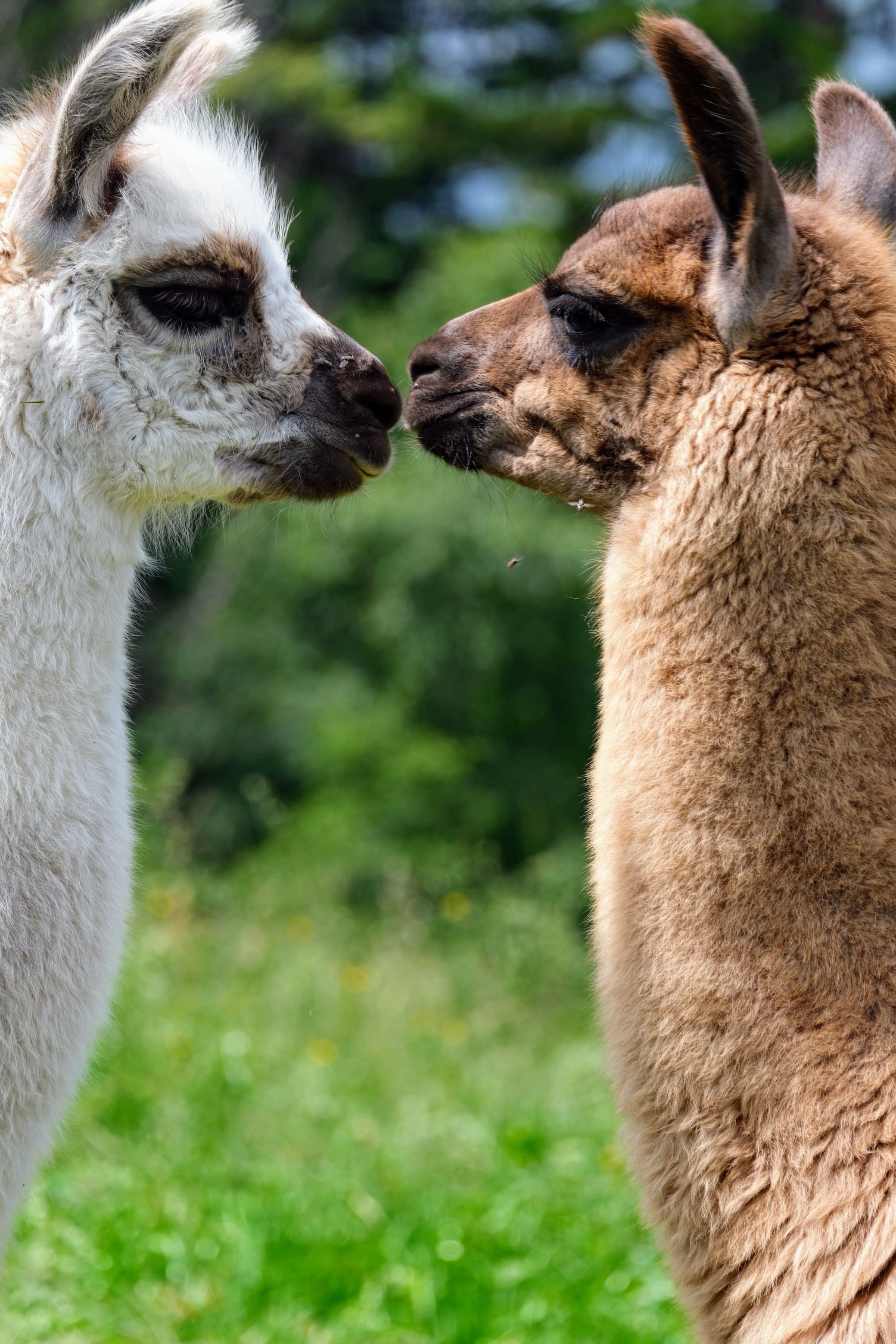 Zwei Alpakas stehen sich gegenüber, berühren sich an den Nasen, vor einer grünen, bewaldeten Kulisse.