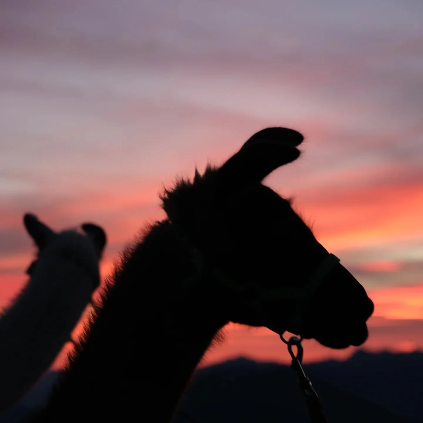 Magischer Morgen auf der Pezinerspitze 🌄🦙
Noch vor dem ersten Licht sind wir mit unseren Lamas losgezogen. Schritt f&uuml;r Schritt hinauf zur Pezinerspitze &ndash; und genau im richtigen Moment oben angekommen: Vor uns stieg die rote Sonne &uuml;b