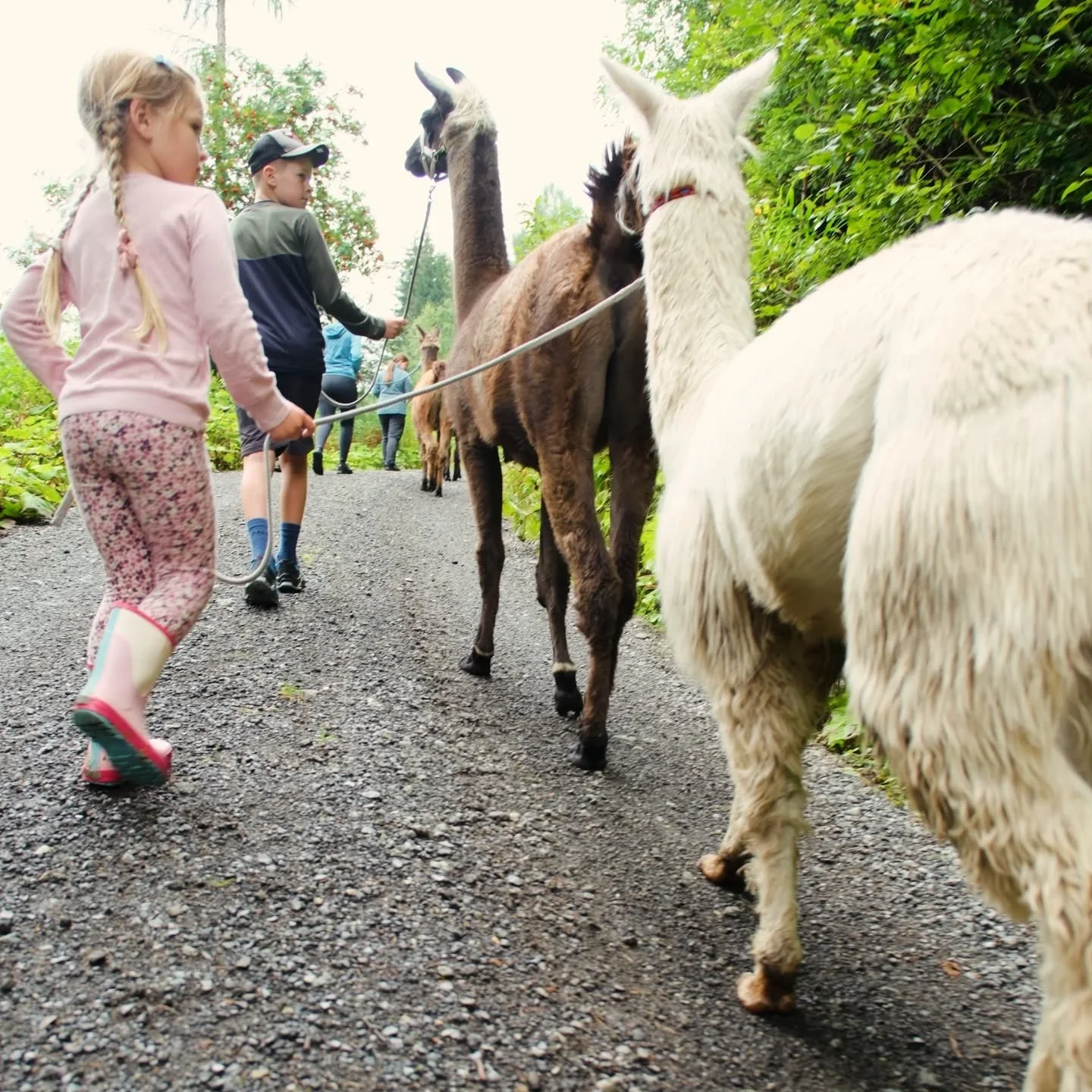 Gestern waren unsere Lamas mit einer gut gelaunten Gruppe von 19 Naturfreunden unterwegs und haben die trockenen Waldwege in Kappl im Paznaun erkundet. 🦙🌲 Sonne, frische Luft und gute Stimmung &ndash; mehr braucht&rsquo;s nicht! ✨

#lamawanderung #