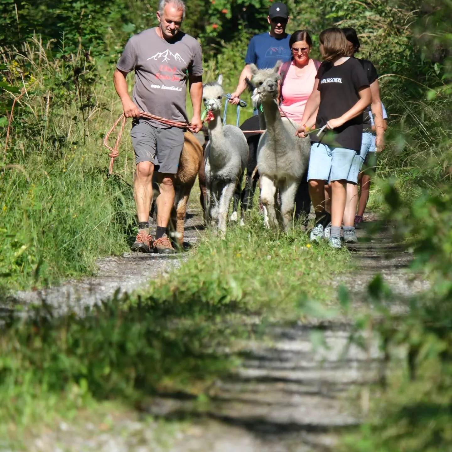 Heute sind wir mit den restlichen Lamastuten von der Sommerresidenz ins Tal gewandert. 🦙✨
Nach dem Wald ging es &uuml;ber den Talboden &ndash; und damit mitten durch die Stadt Landeck 🏞️🏙️.

Ein riesiges Dankesch&ouml;n an alle Helfer:innen 💪🤍 u