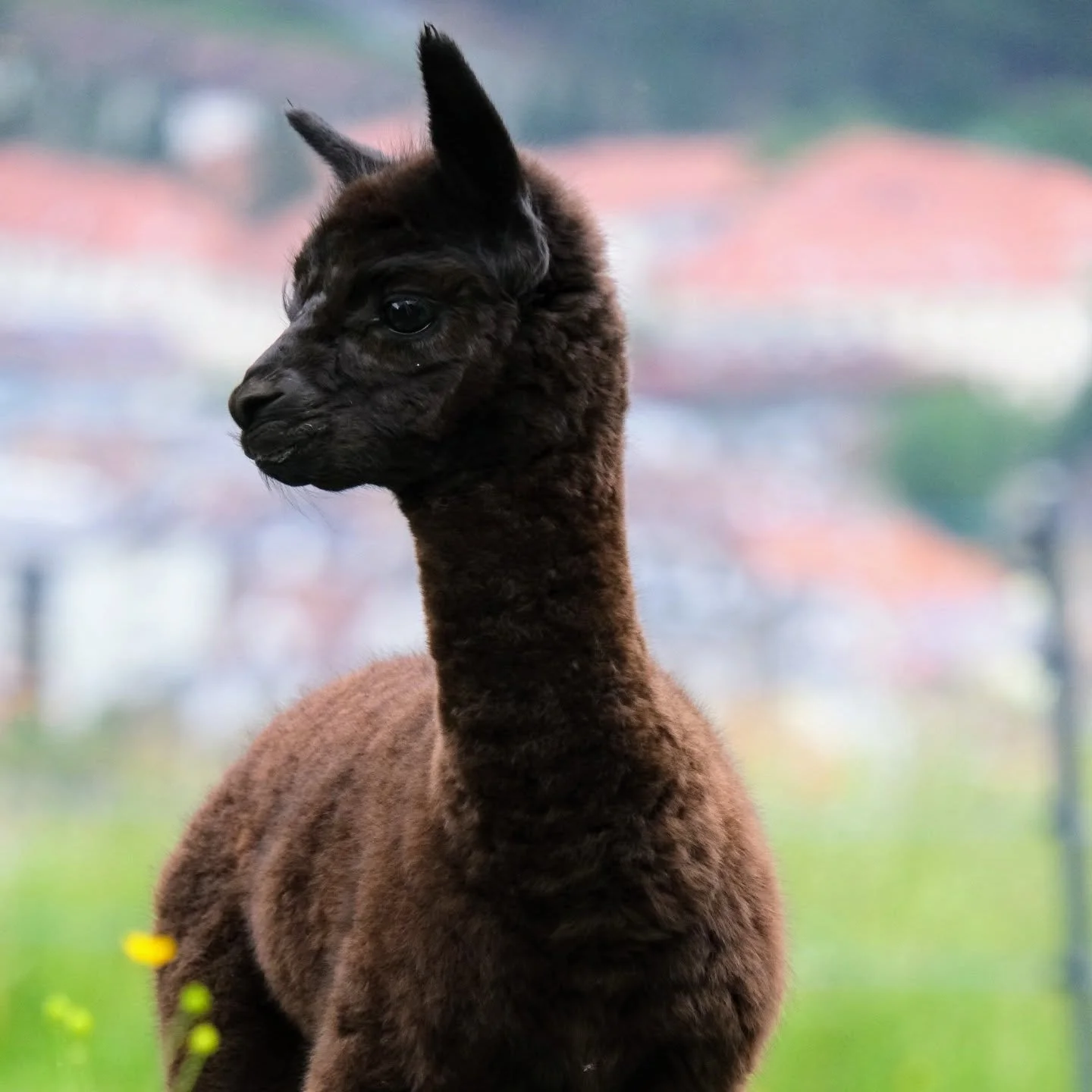 &bdquo; 🦙Alpaka Cria Nr. 2 ist heute angekommen &ndash; das erste Alpaka hat ab sofort einen neuen Spielgef&auml;hrten. Zwei auf der Weide, doppelt so viel Bewegung und gute Laune. Willkommen bei #lamatirol!&ldquo;

#Alpakas
#Cria
#AlpakaCria
#Alpak