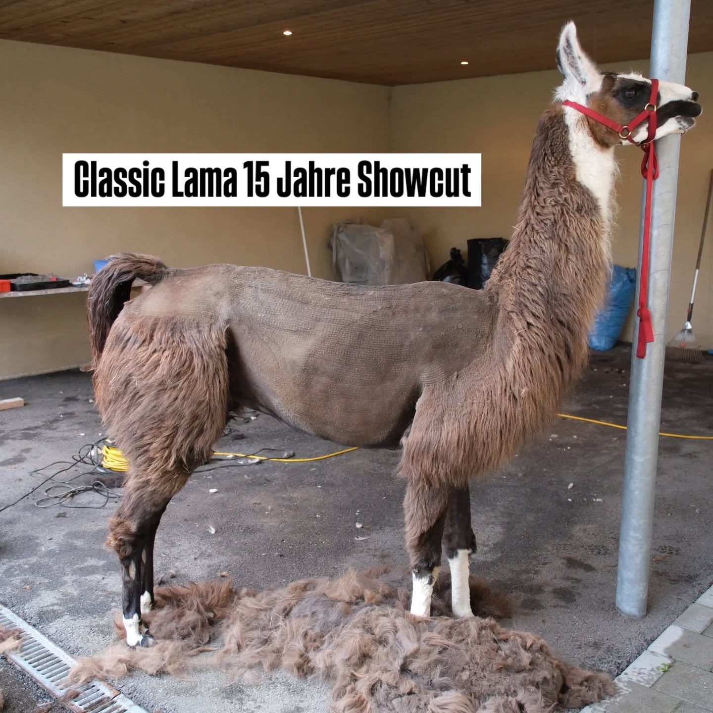 Bilder von der Schur 2025. 
#lamas #alpakas #scheren #schur #tirol #vorarlberg #appaloosa #showvlies #wolle #schermaschine #heininger