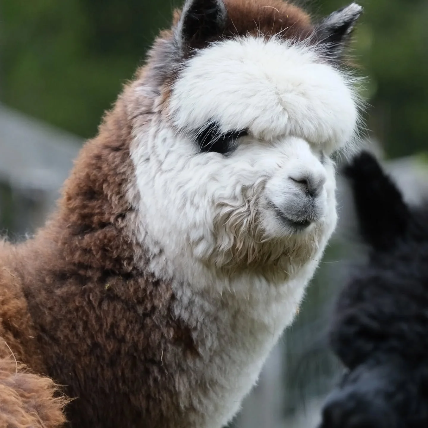 Fots wurden bei Pusterer Alpaka gemacht 😍
#wipptal #alpaka #wolle