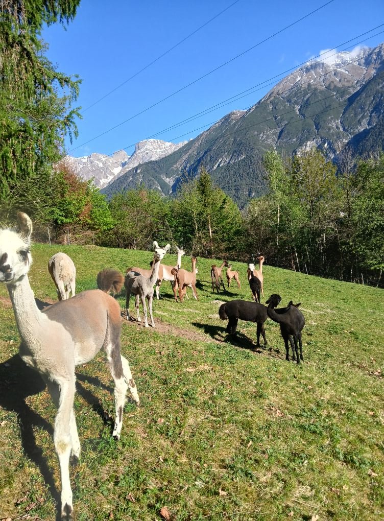Pauli ist schon wieder bei seinen Stuten