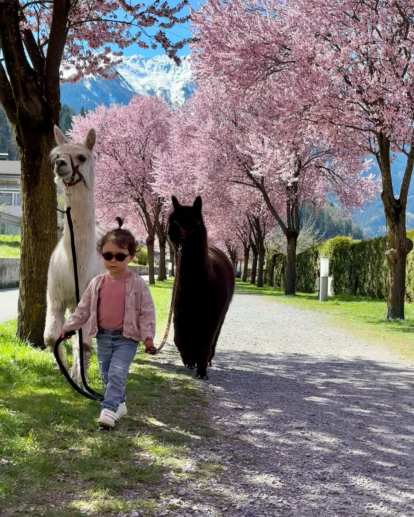 🌸🌸 #bl&uuml;tenallee #tirolwest #spazierenmitalpakas #landeckzams #alpaka