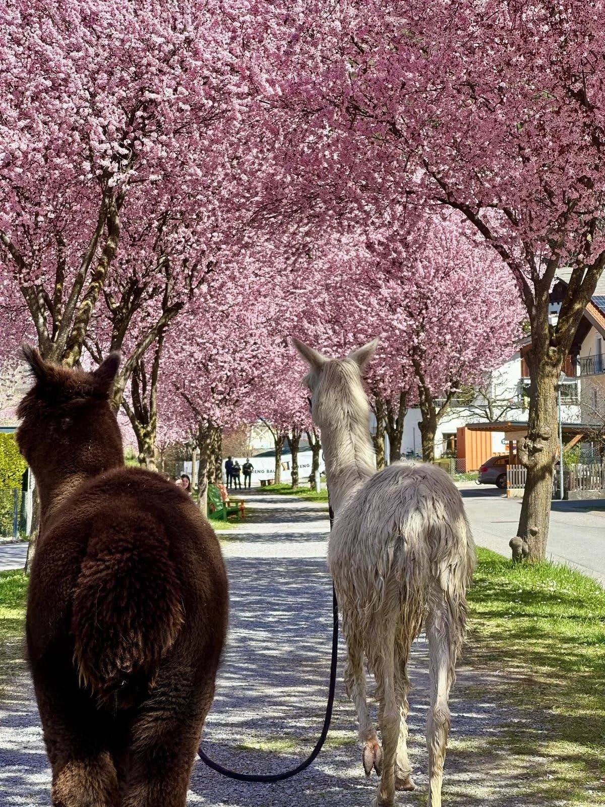 Alpakaspaziergang auf der Blütenstraße in Zams