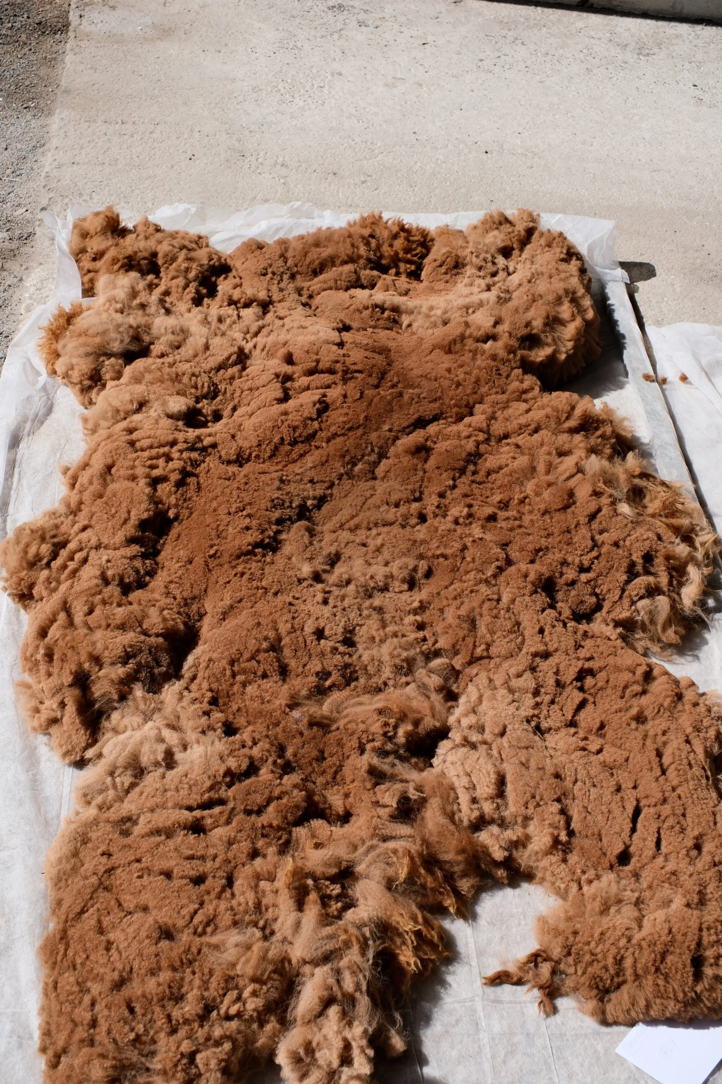 Mission Goldmedaille: Präzisions-Schur für die Expo Graz