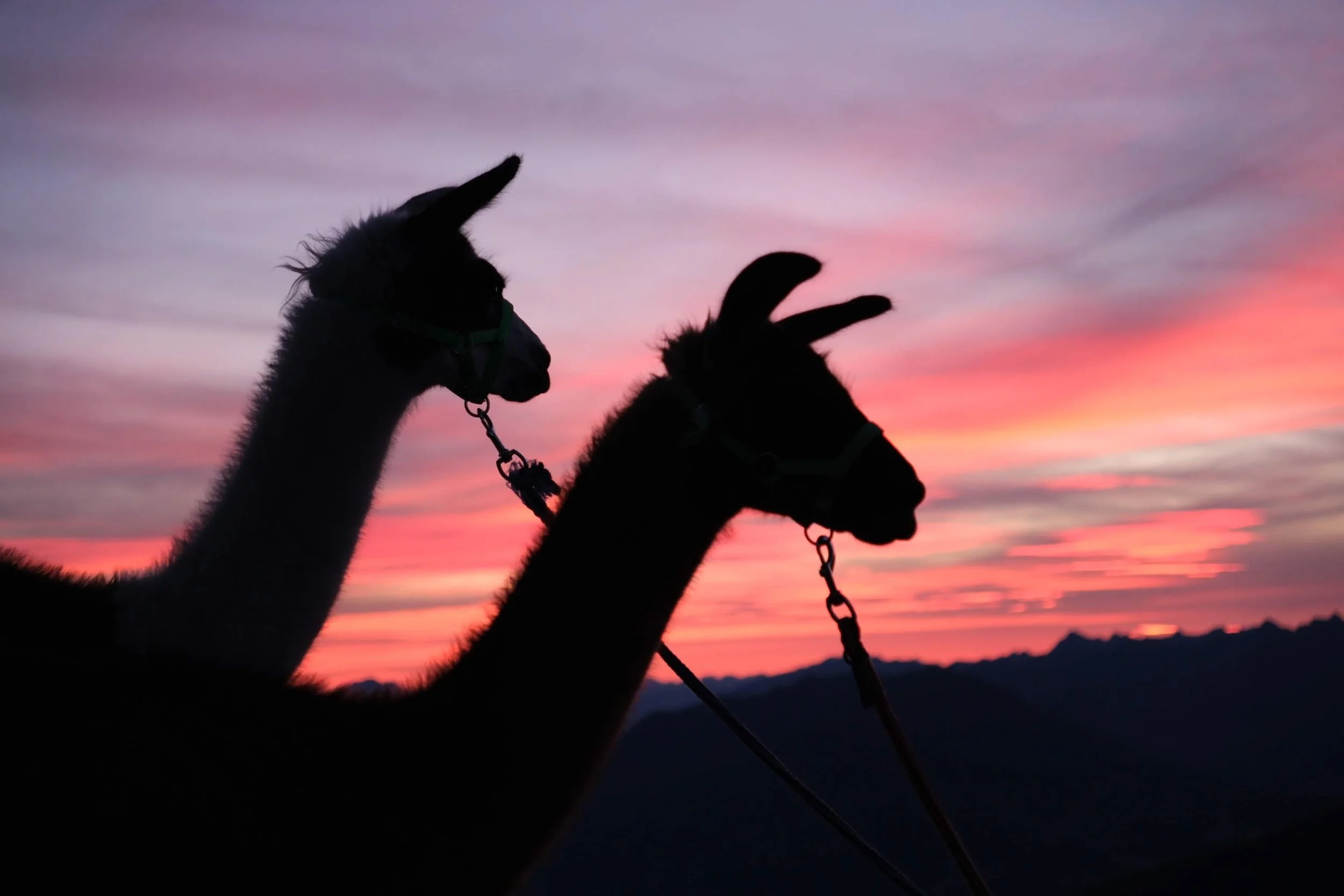 Gipfelglück im Morgengrauen: Mit den Jungstuten auf die Pezinerspitze