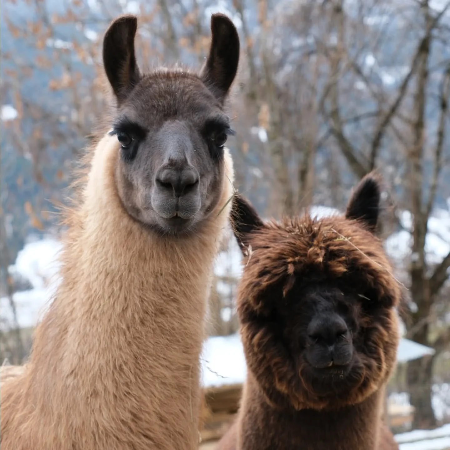 Heute waren wir mit zwei alten Hasen und unseren zwei Youngsters im Wald unterwegs. Es ist sch&ouml;n zu sehen, wie die Kleinen von den Erfahrenen lernen!
​Seit Februar trainieren wir schon flei&szlig;ig &ndash; mittlerweile sind die zwei richtig bra
