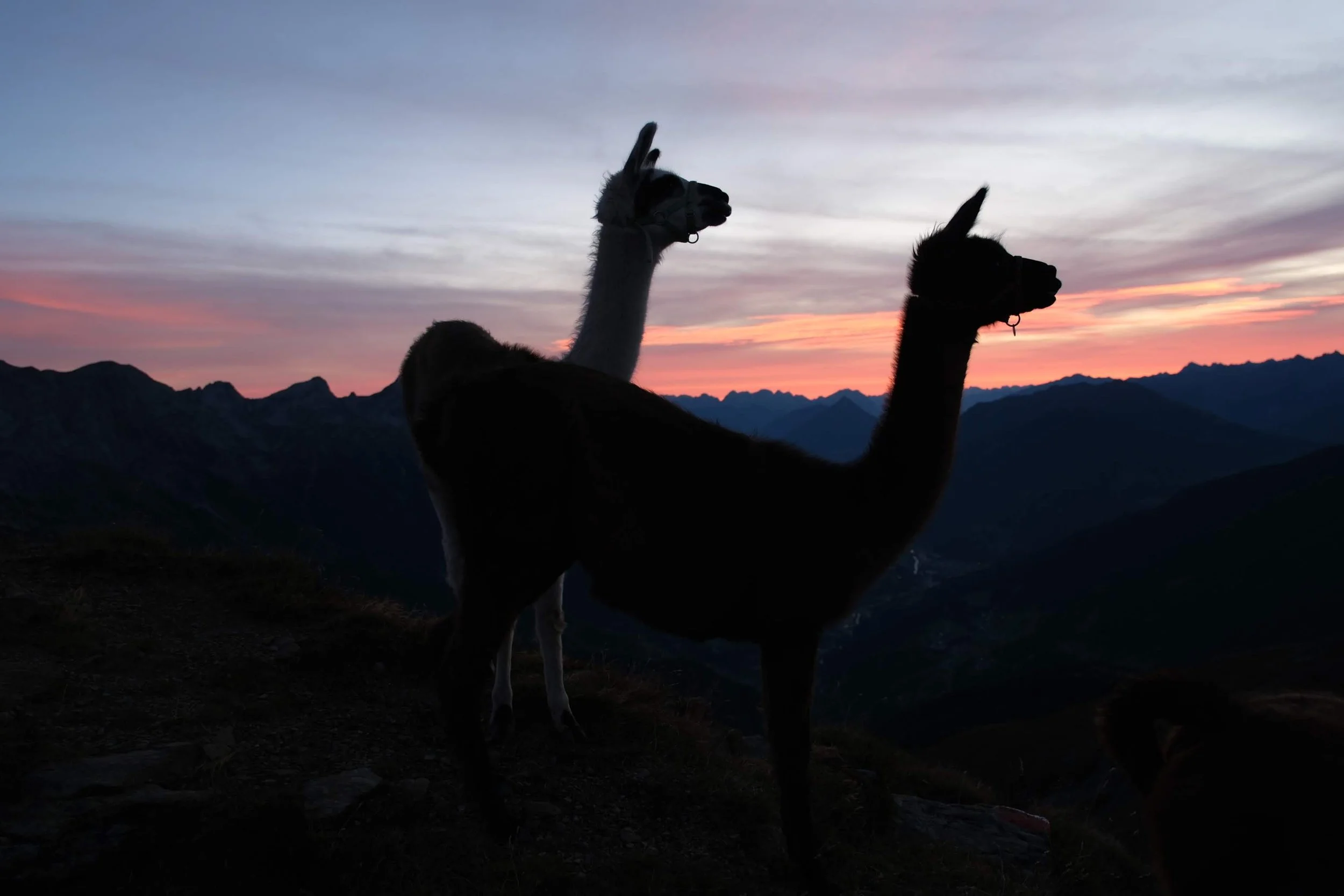Silhouetten von zwei Alpakas auf einem Berg bei Sonnenuntergang, mit Bergen im Hintergrund.